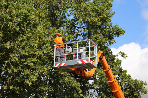 Reliable Claude, TX Tree Removal Solutions